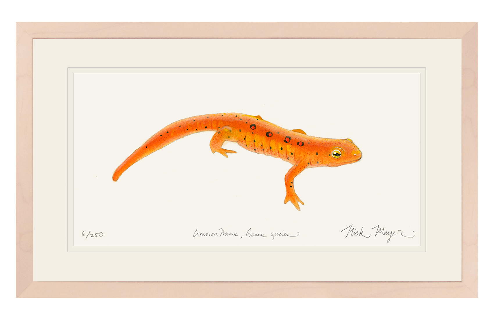 Red Eft Newt Limited Edition Print