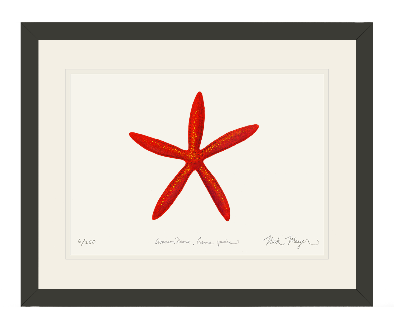 Red Linkia Starfish Limited Edition Print