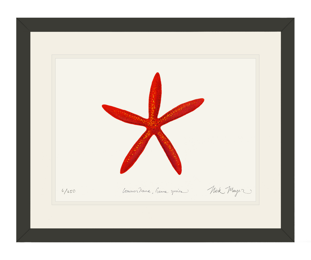 Red Linkia Starfish Print