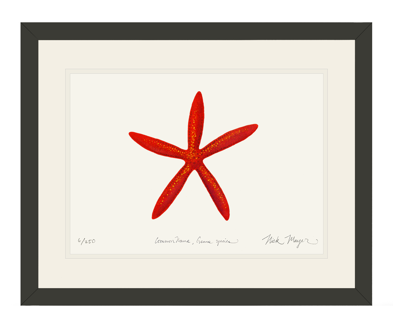 Red Linkia Starfish Print