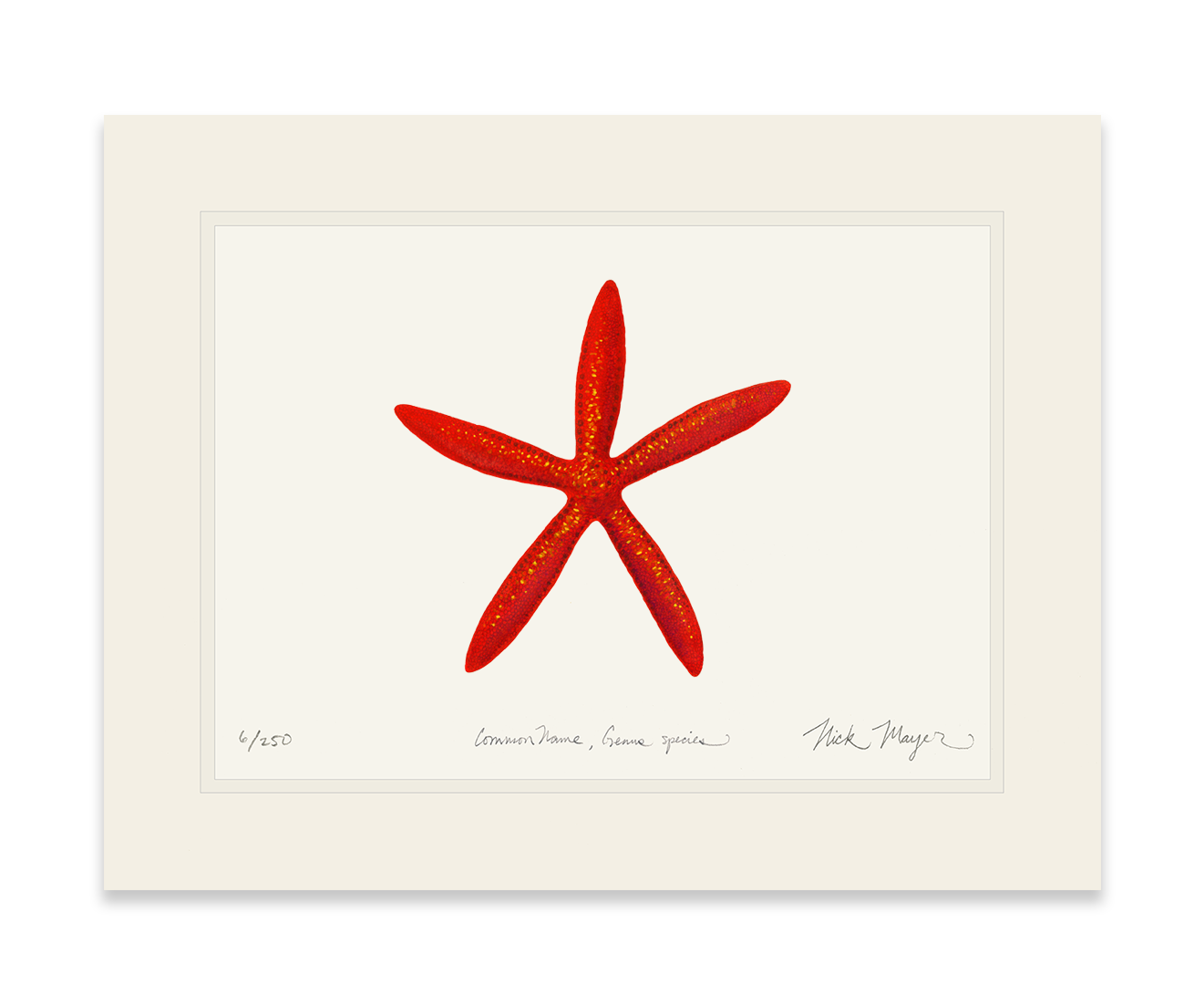 Red Linkia Starfish Limited Edition Print
