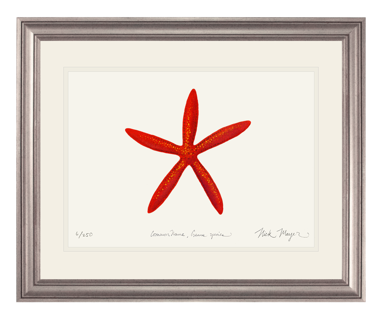 Red Linkia Starfish Limited Edition Print