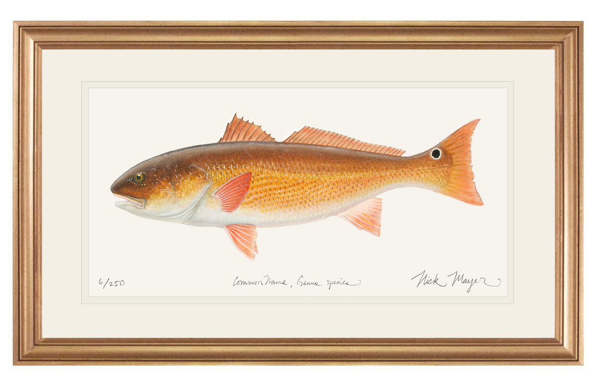 Redfish, 15 lbs Original Watercolor Painting - SOLD