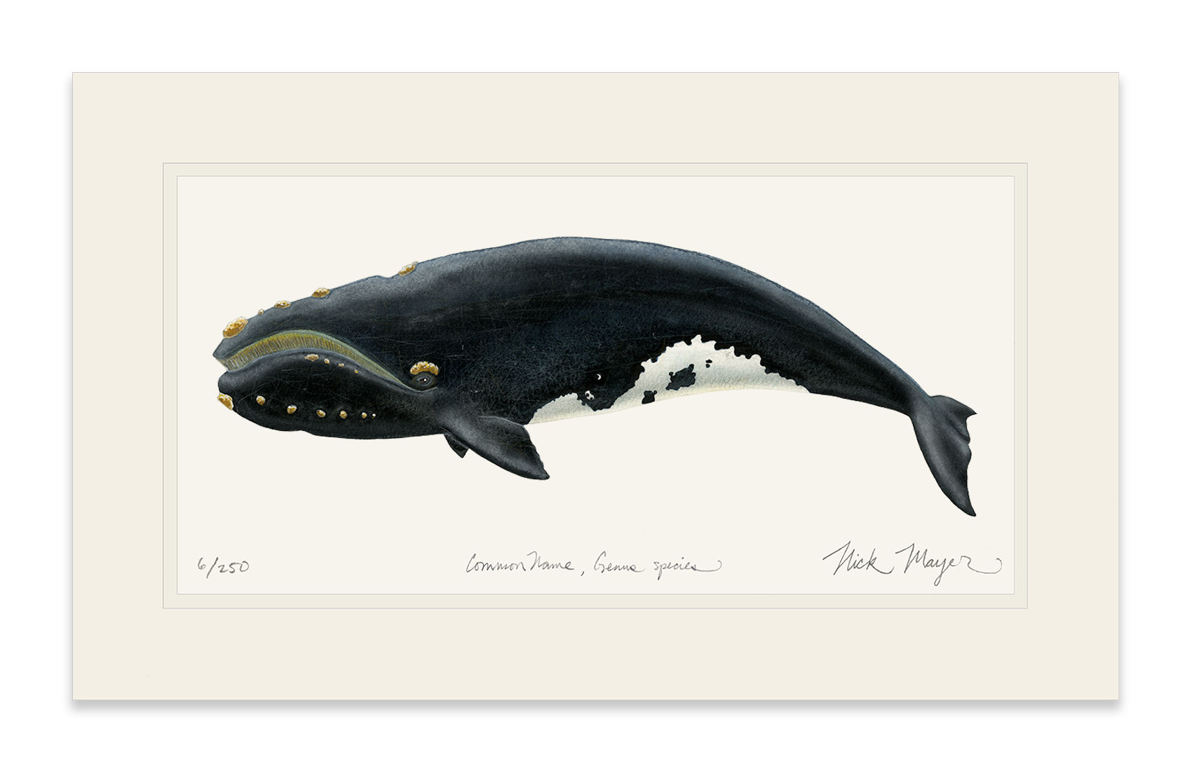 Right Whale Limited Edition Print