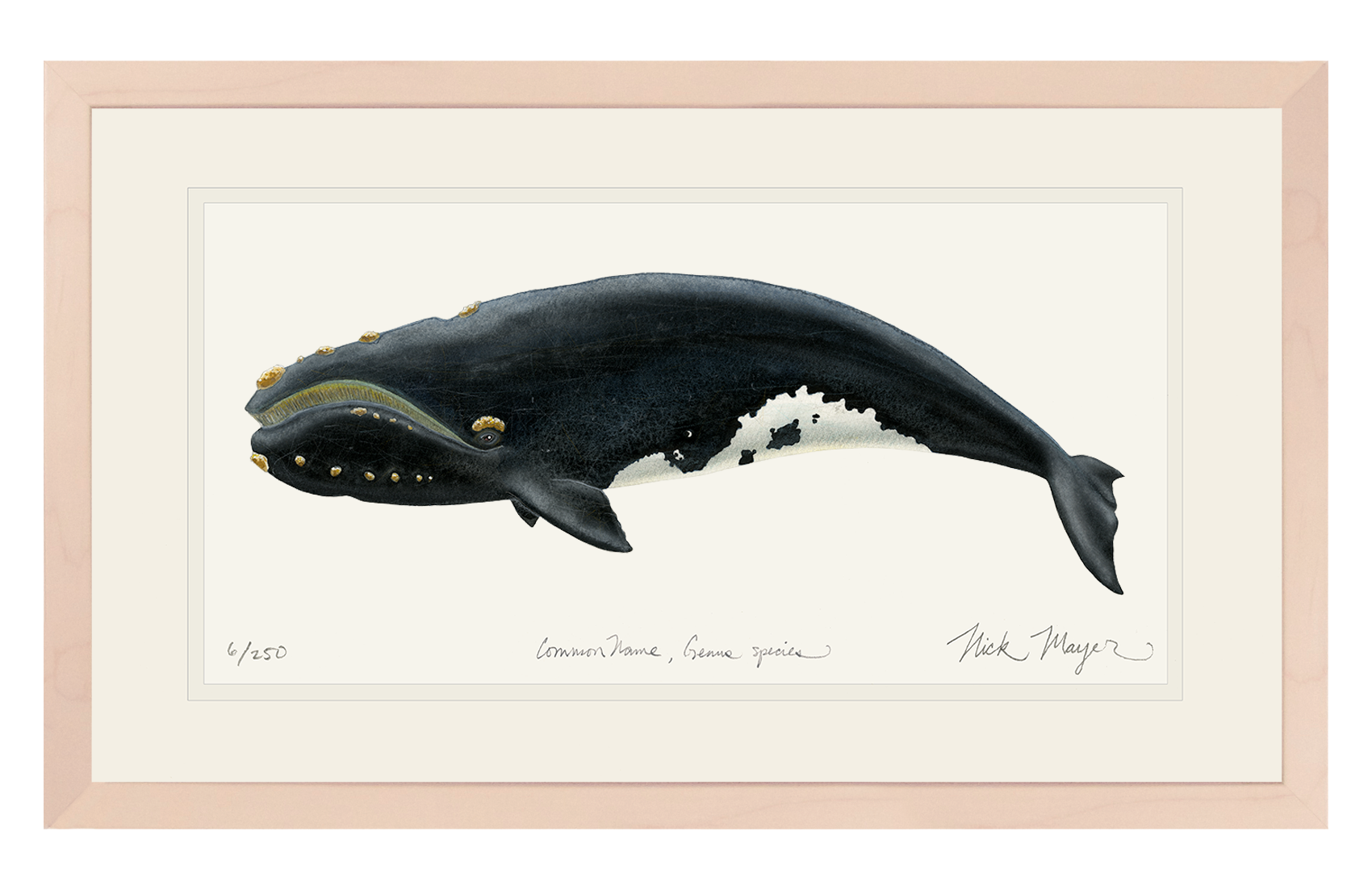 Right Whale Print