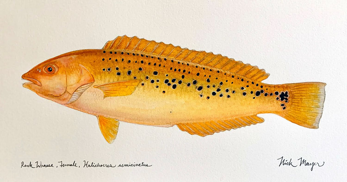 Female Rock Wrasse Unframed Original Painting