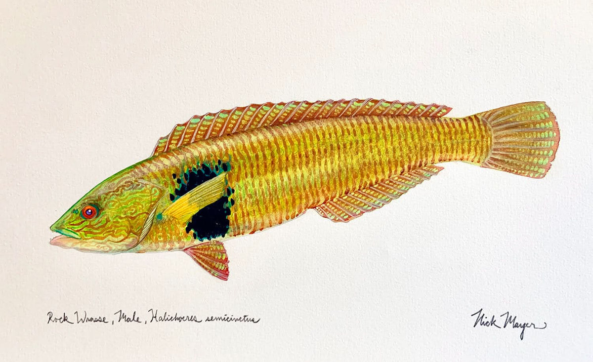 Male Rock Wrasse Unframed Original Painting