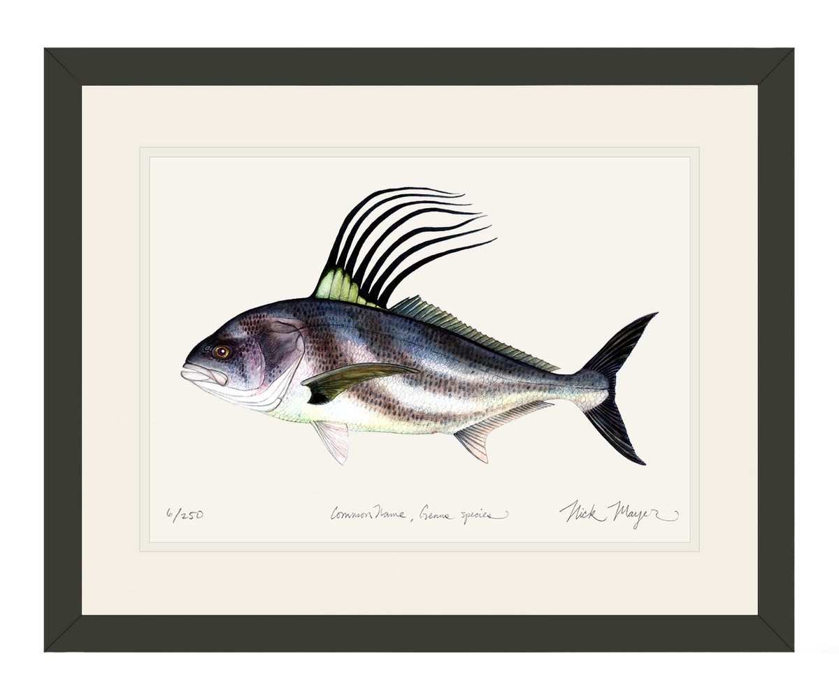 Roosterfish Print