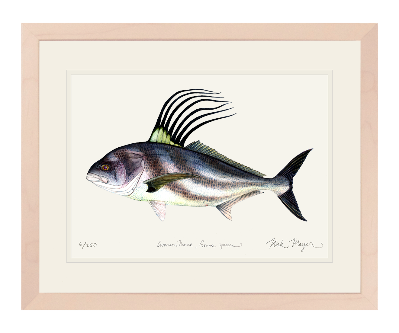 Roosterfish Print
