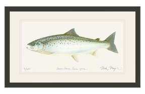 Landlocked Salmon Print
