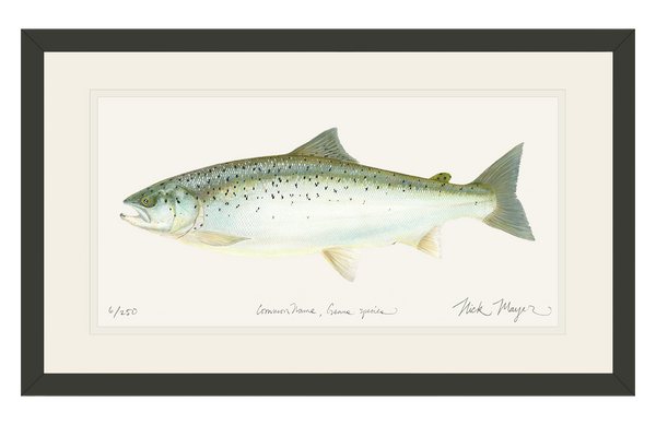 Salmon_bl_grande.png?v=1736367597