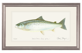 Landlocked Salmon Print