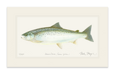 Landlocked Salmon Print