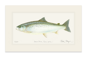 Landlocked Salmon Print