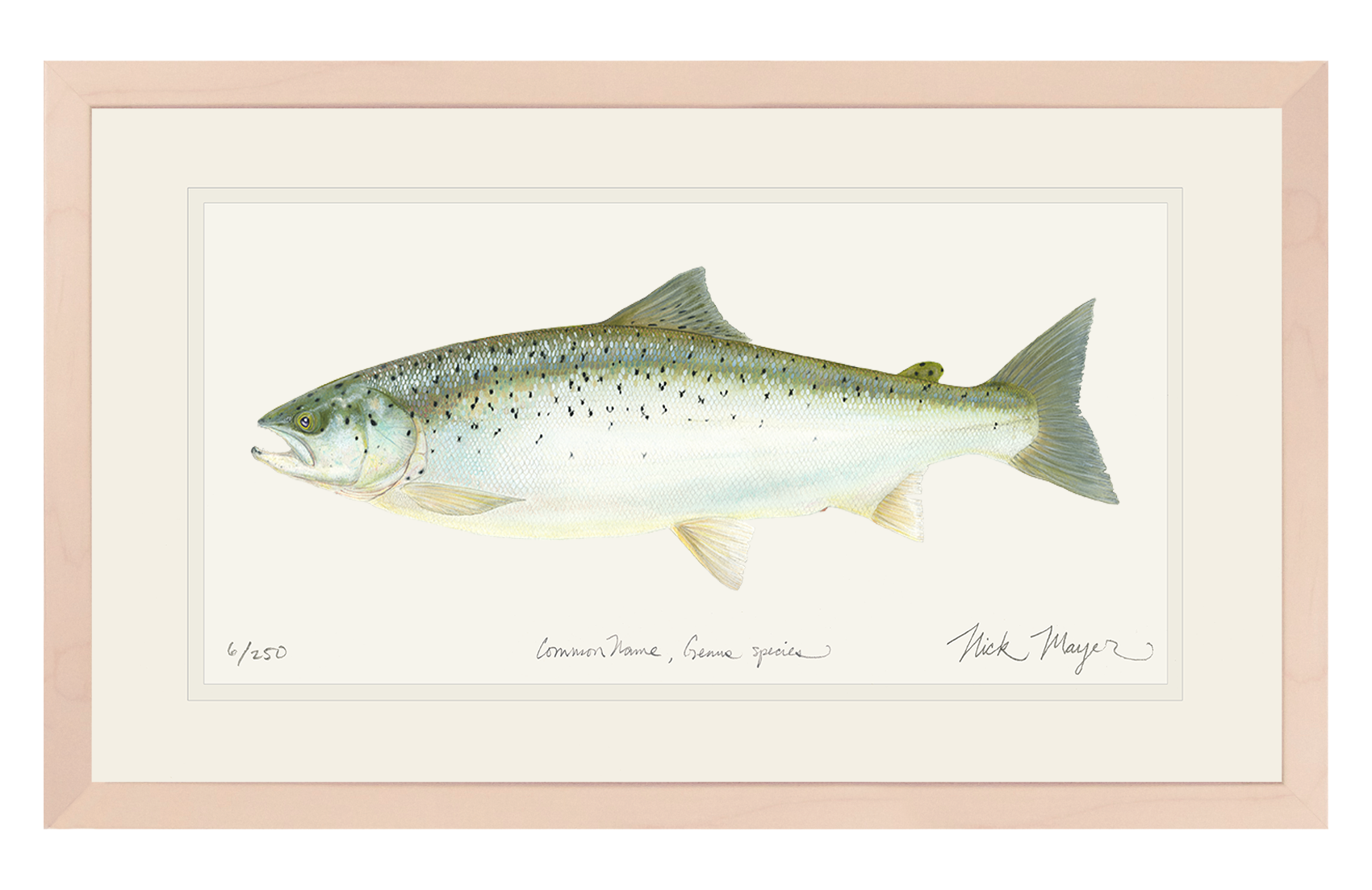 Landlocked Salmon Limited Edition Print