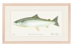 Landlocked Salmon Print