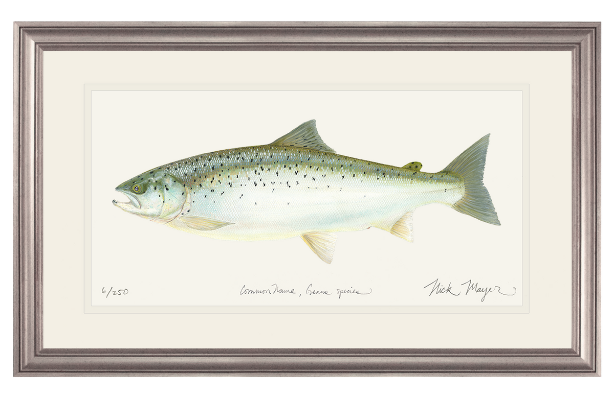 Landlocked Salmon Original Watercolor Painting