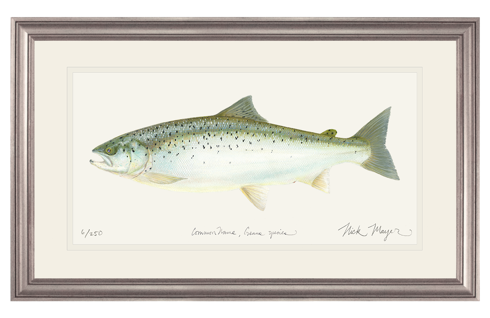 Landlocked Salmon Original Watercolor Painting
