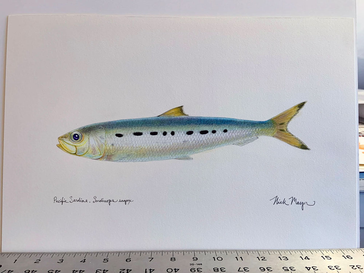 Sardine Unframed Original Painting