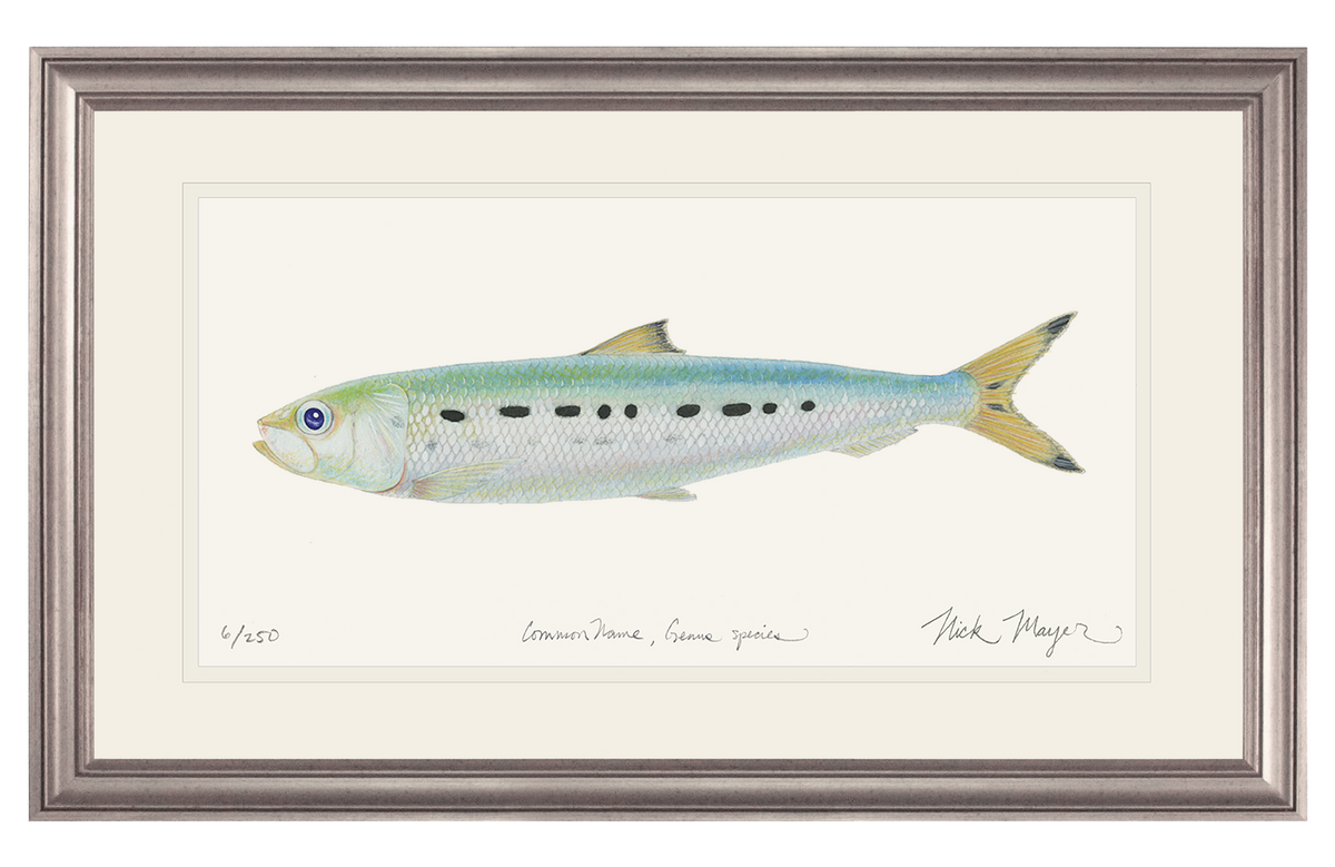 Sardine Print