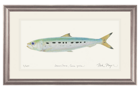 Sardine Print