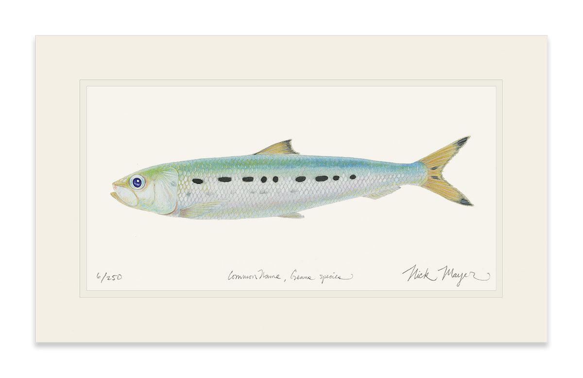 Sardine Print