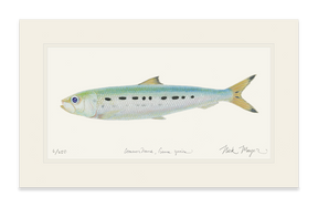 Sardine Print