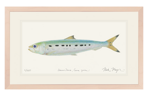 Sardine Print