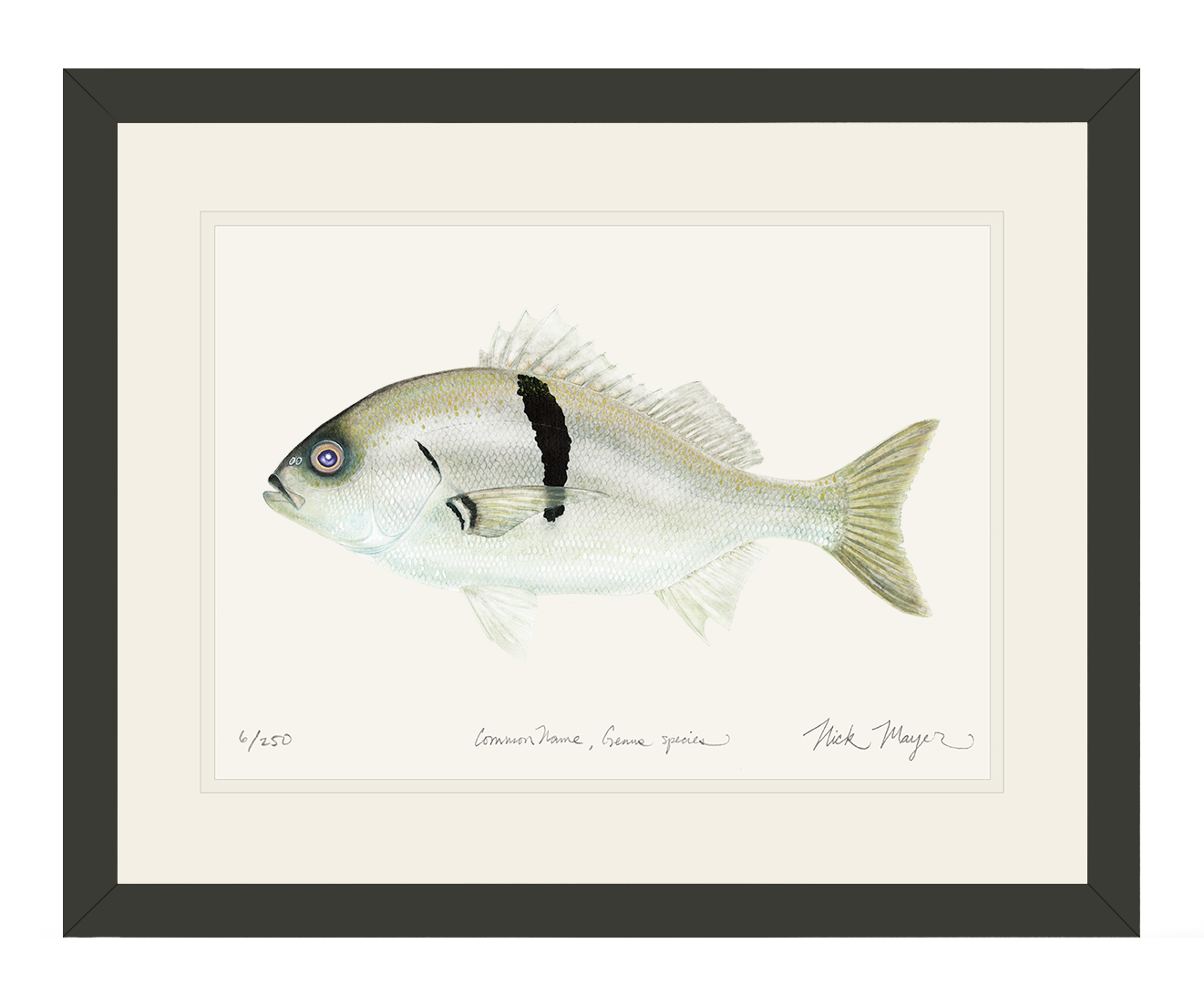 Sargo Perch Limited Edition Print