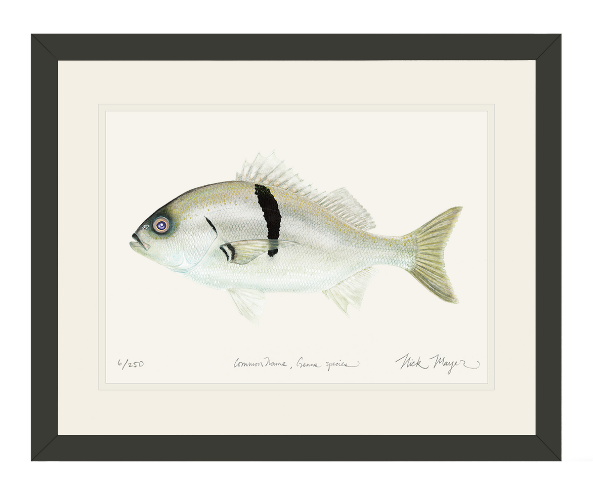 Sargo Perch Print