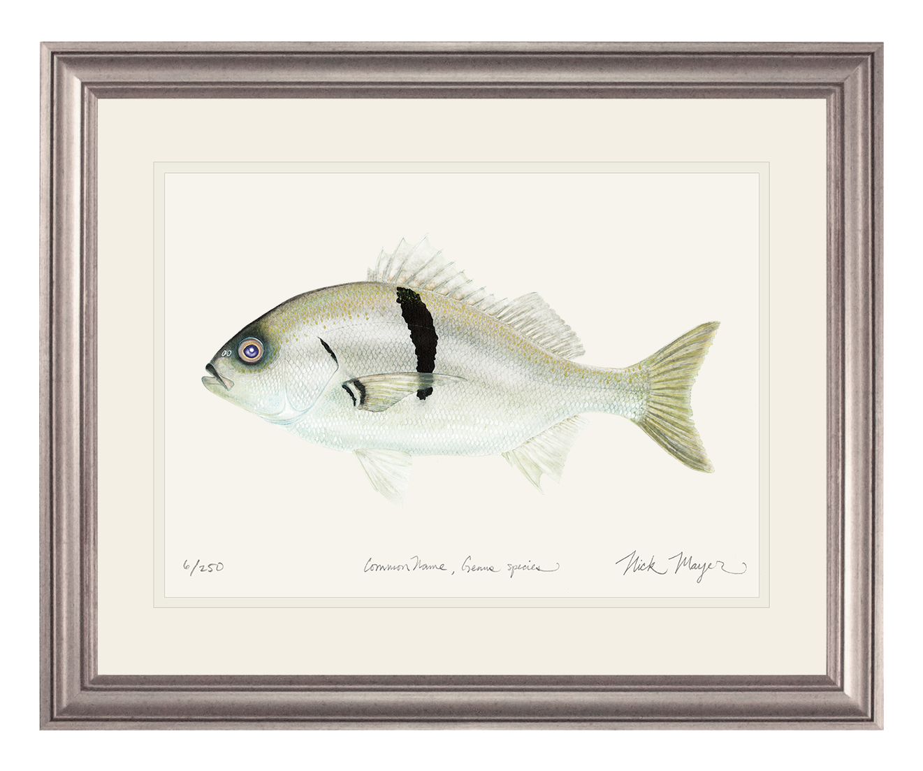 Sargo Perch Limited Edition Print