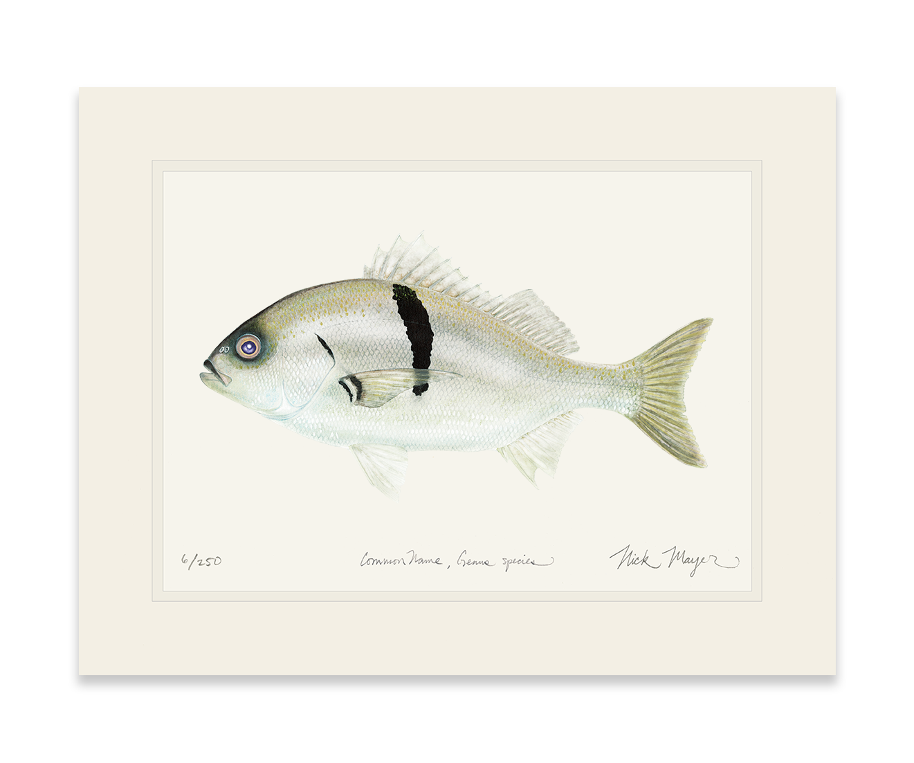 Sargo Perch Limited Edition Print