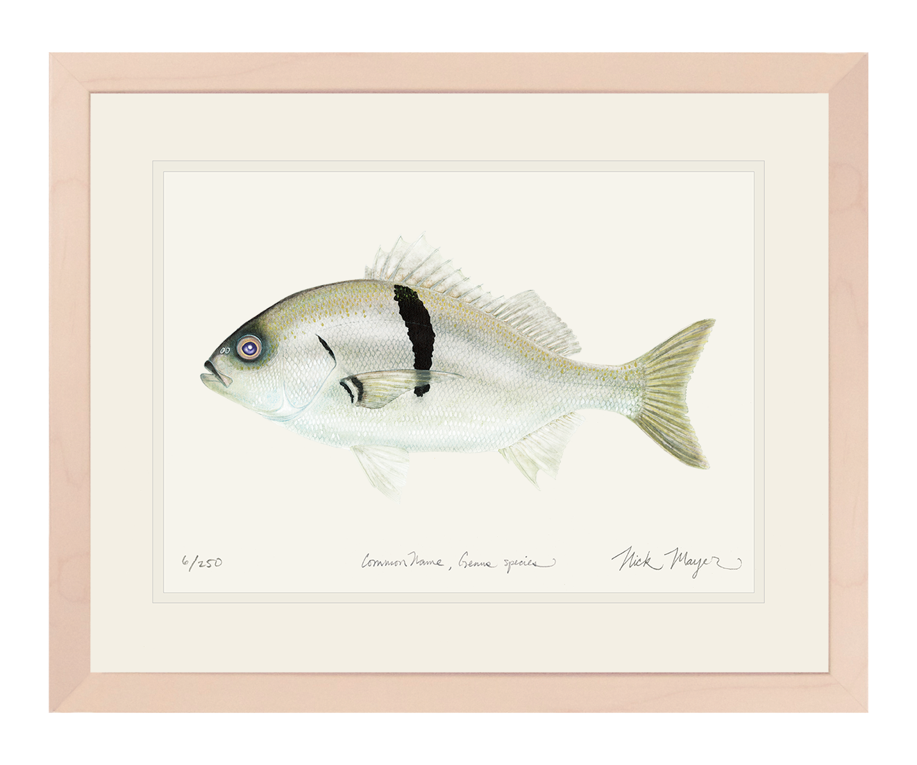 Sargo Perch Limited Edition Print