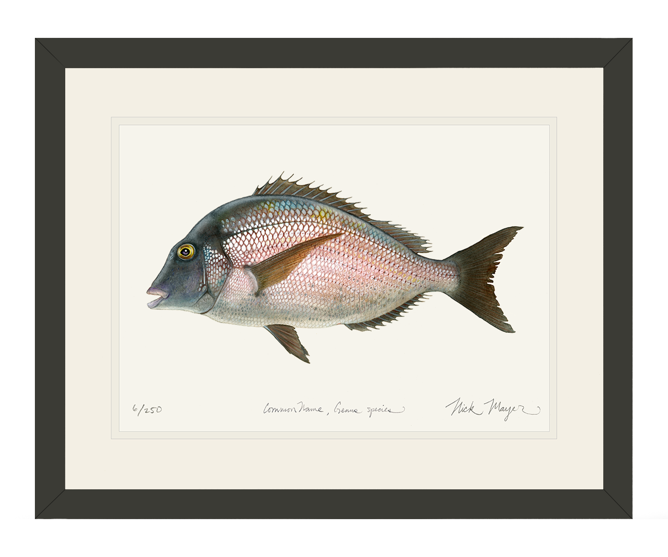 Scup Limited Edition Print