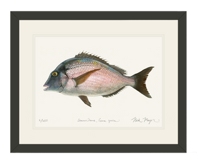 Scup Print