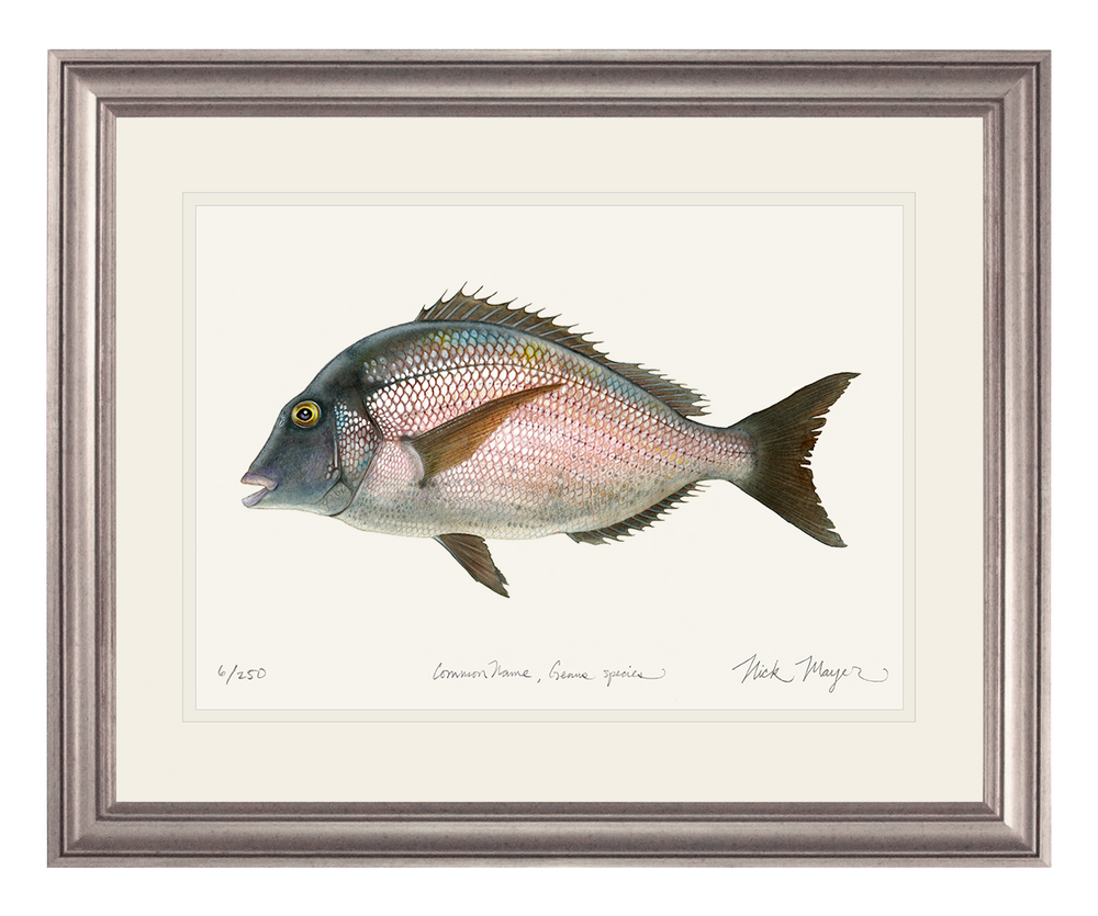 Explore the mystery of Scup fish in this stunning painting