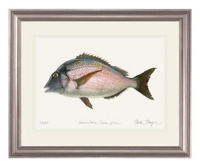 Scup Print
