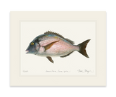 Scup Print
