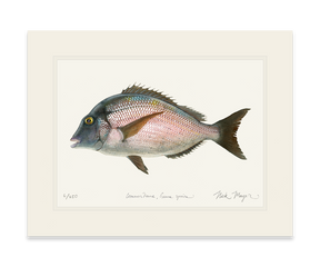 Scup Print