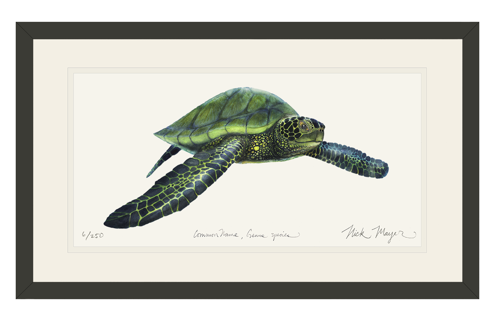Green Sea Turtle Limited Edition Print