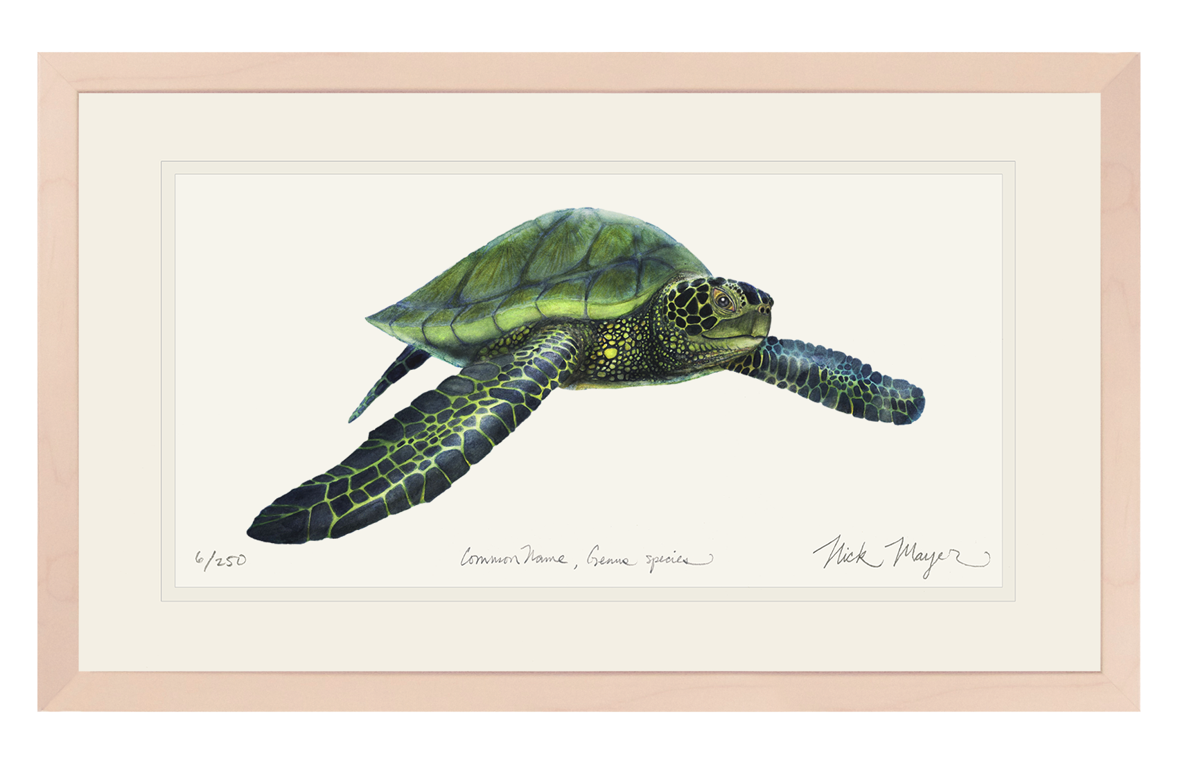 Green Sea Turtle Print