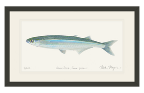 Smelt Print