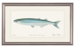 Smelt Print