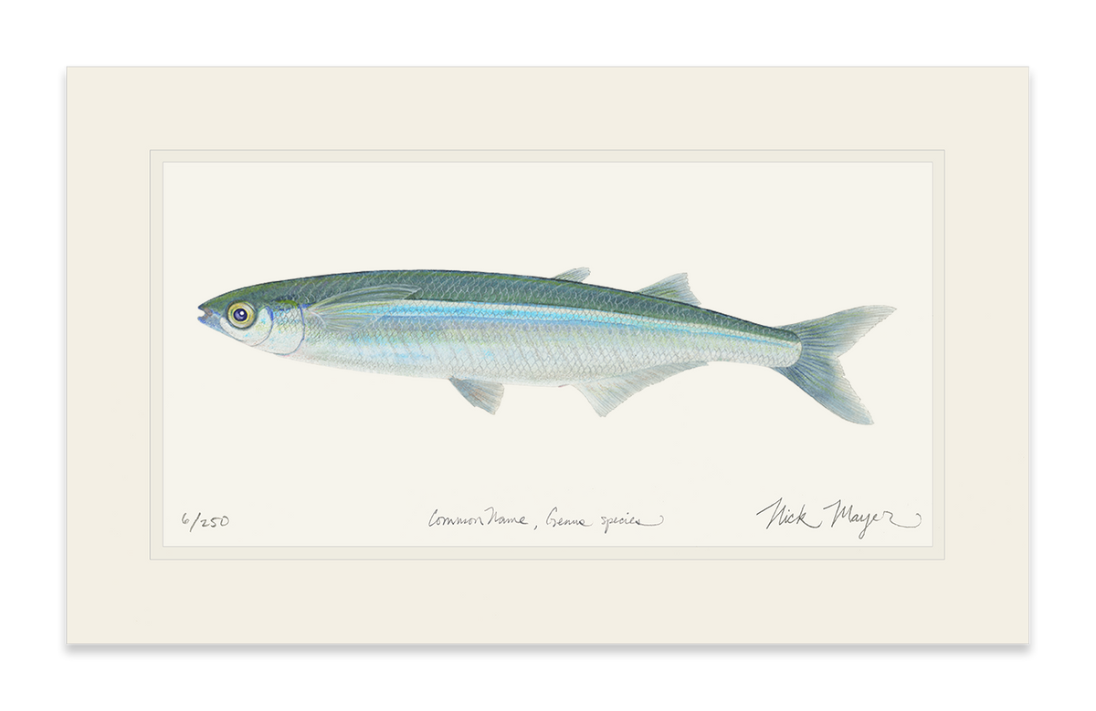 Smelt Print