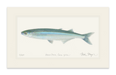Smelt Print