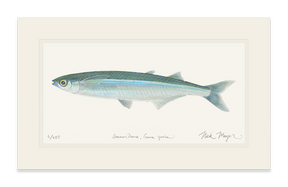 Smelt Print