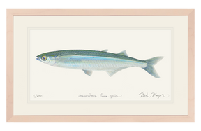 Smelt Print