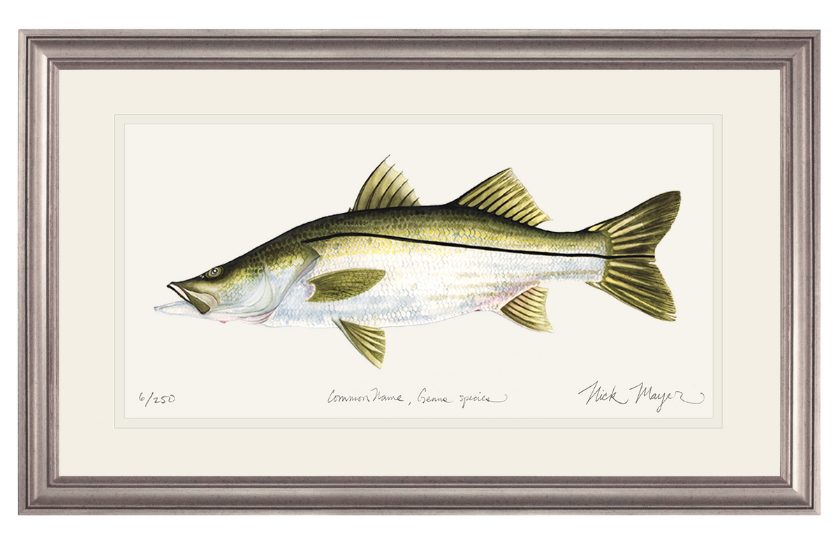 Snook, Medium Framed Hand-Signed Print