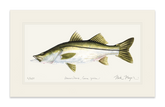 Snook Print