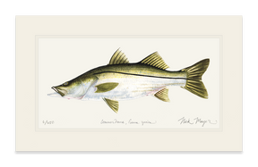 Snook Print